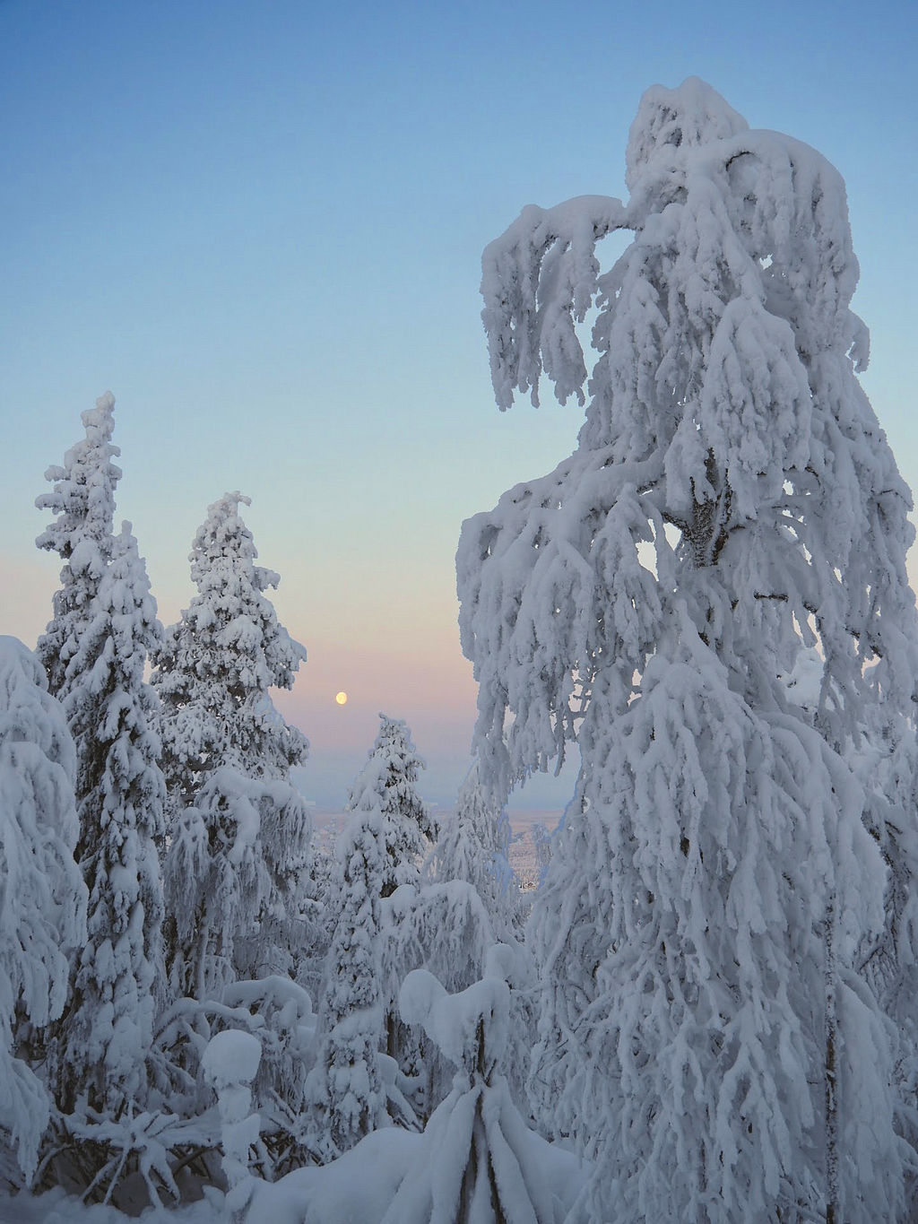 A foreground of tall pine trees, completely covered in snow, so much that they are almost completely white. The sky in the background starts pink and fades into blue at the top. In the middle, the moon is a small but bright circle.