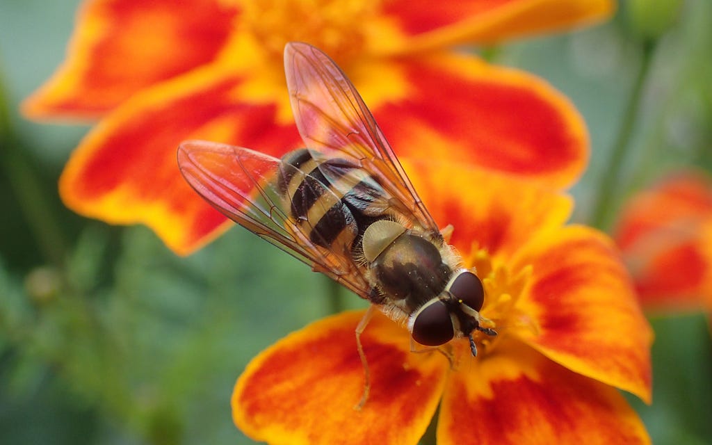 a bee look-alike fly on a red flower