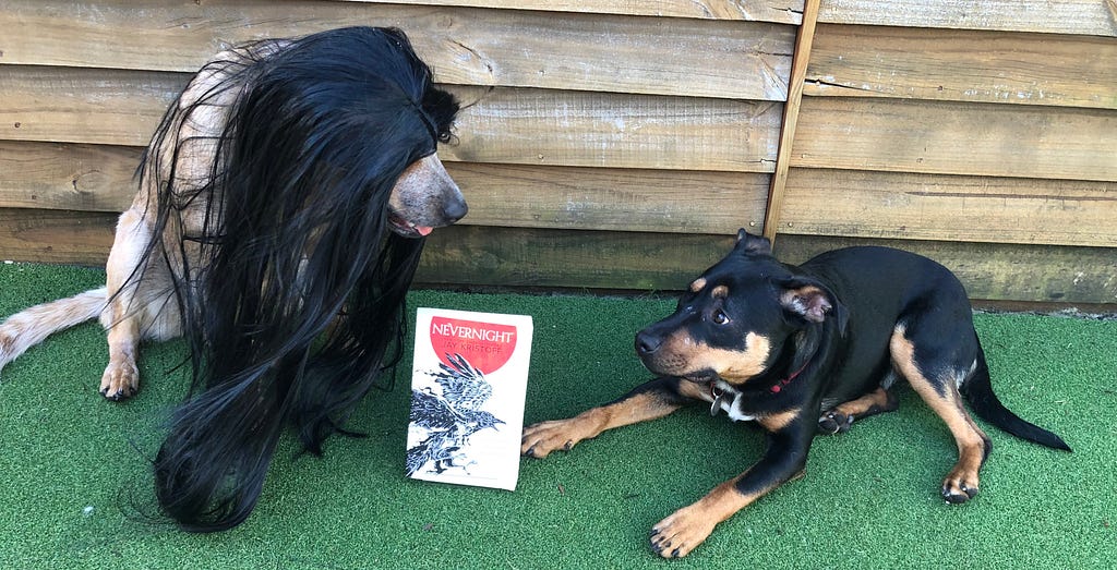 A red dog wearing a black wig, copy of Nevernight, and a small black dog looking uncomfortable