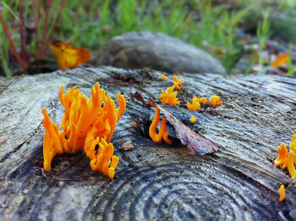 Orange fungi on black wood | Credit: Manuela Kohl (via Pexels)