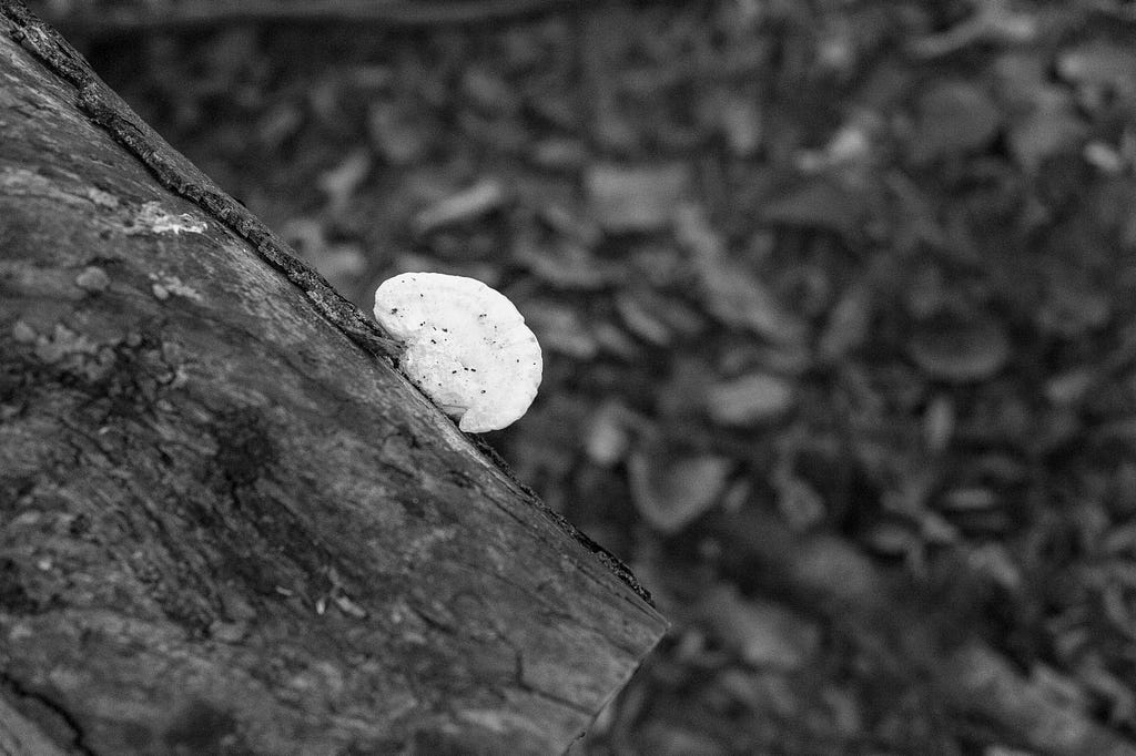 A mushroom on a tree log.