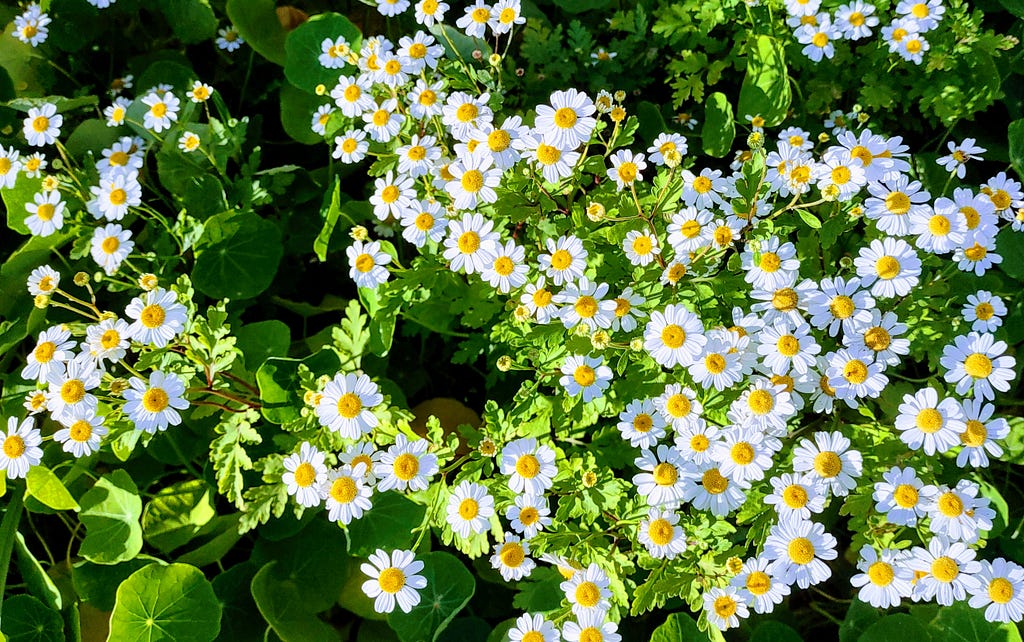 A picture of several daisy flowers in a garden