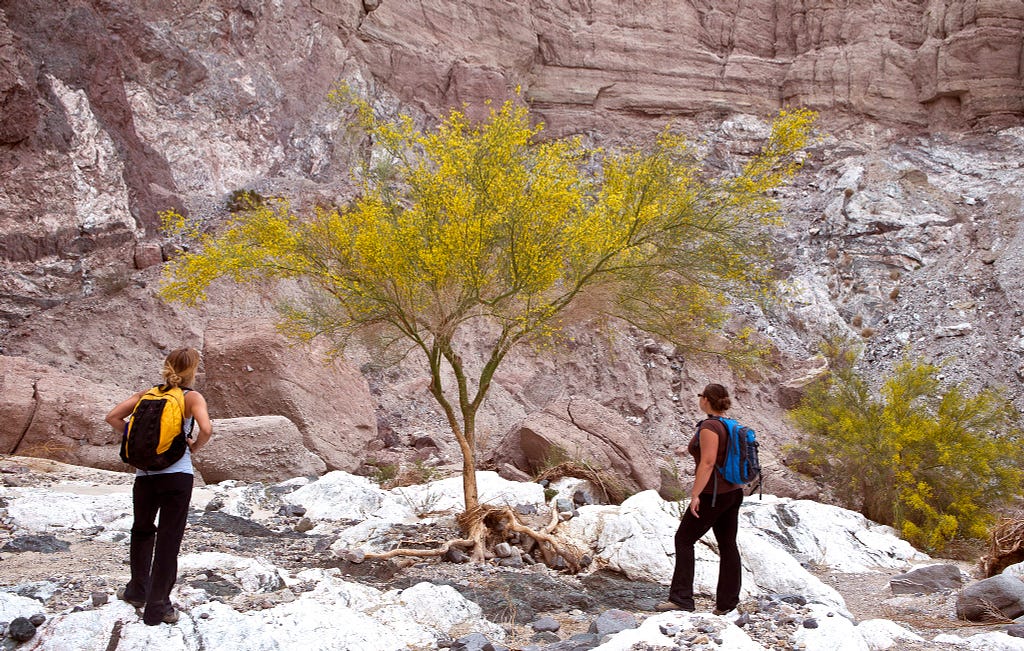 At the base of a cliff, two people look at a tree.