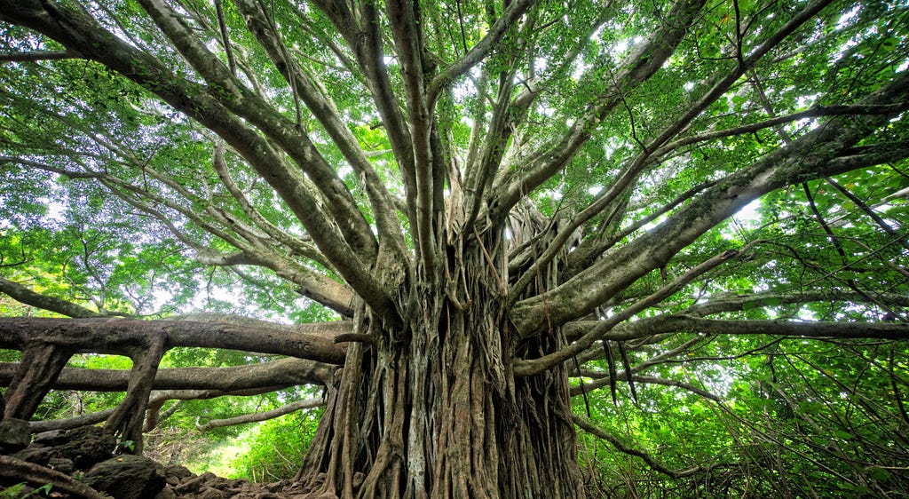 Decision Trees — Understanding Explainable AI