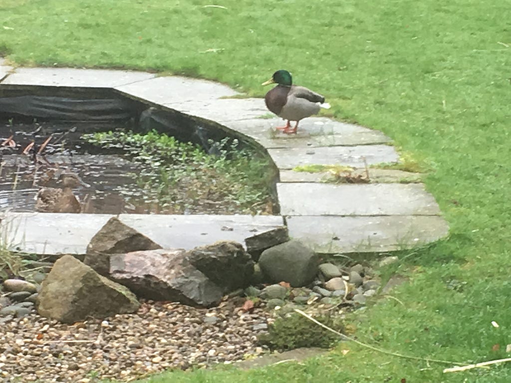 The pond even attracted a pair of ducks — who were not put off by the untidy lining at the pond’s edge.