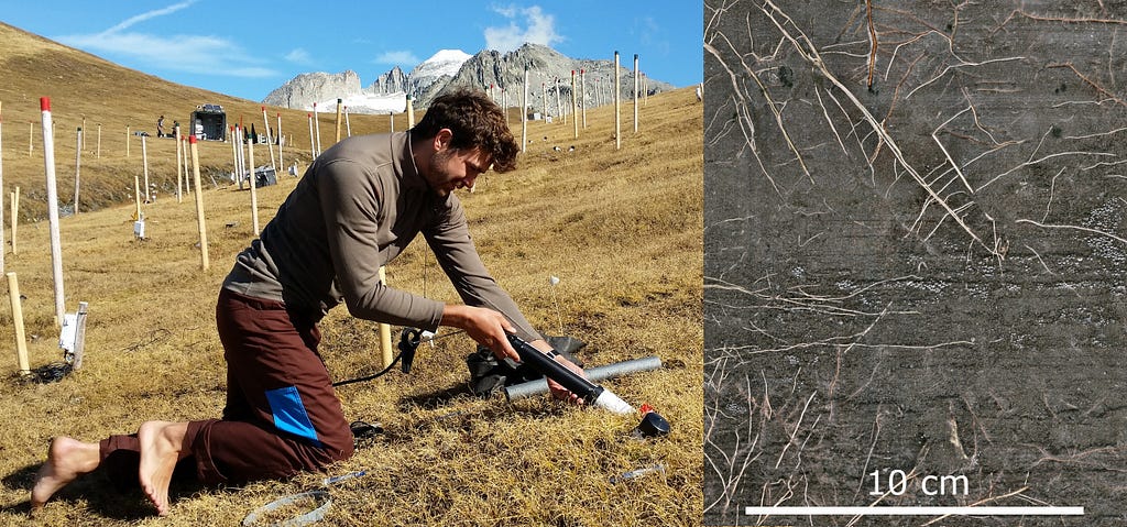 A guy kneeling on the grass is inserting the root scanner into a minirhizotron tube (left) and a root image (right).