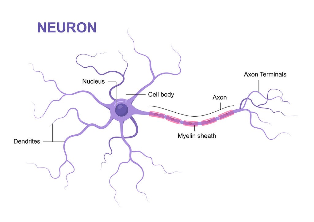 Illustration of a generic biological neuron.