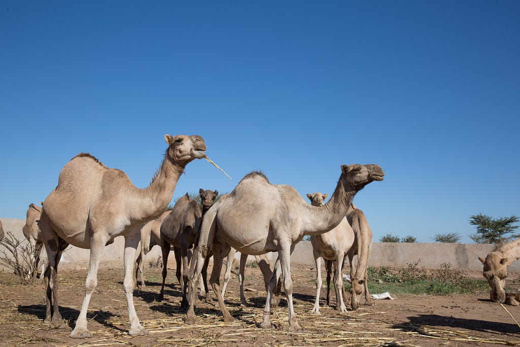 From the videographer: First time in Somalia - Arete