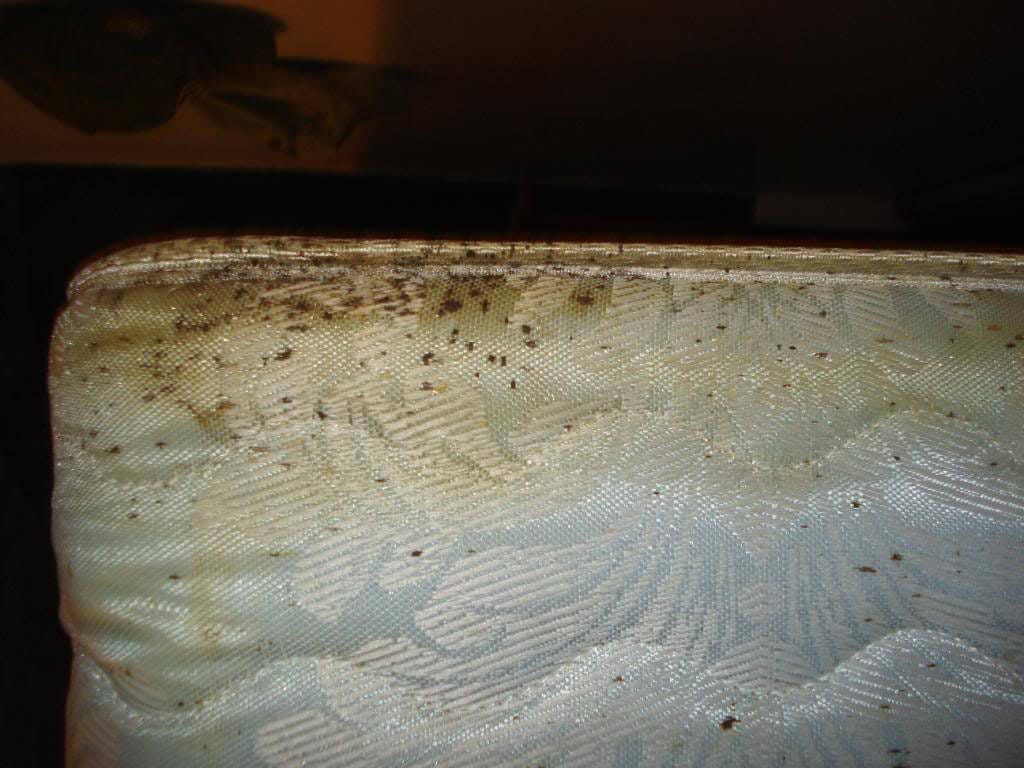 Bed bug droppings