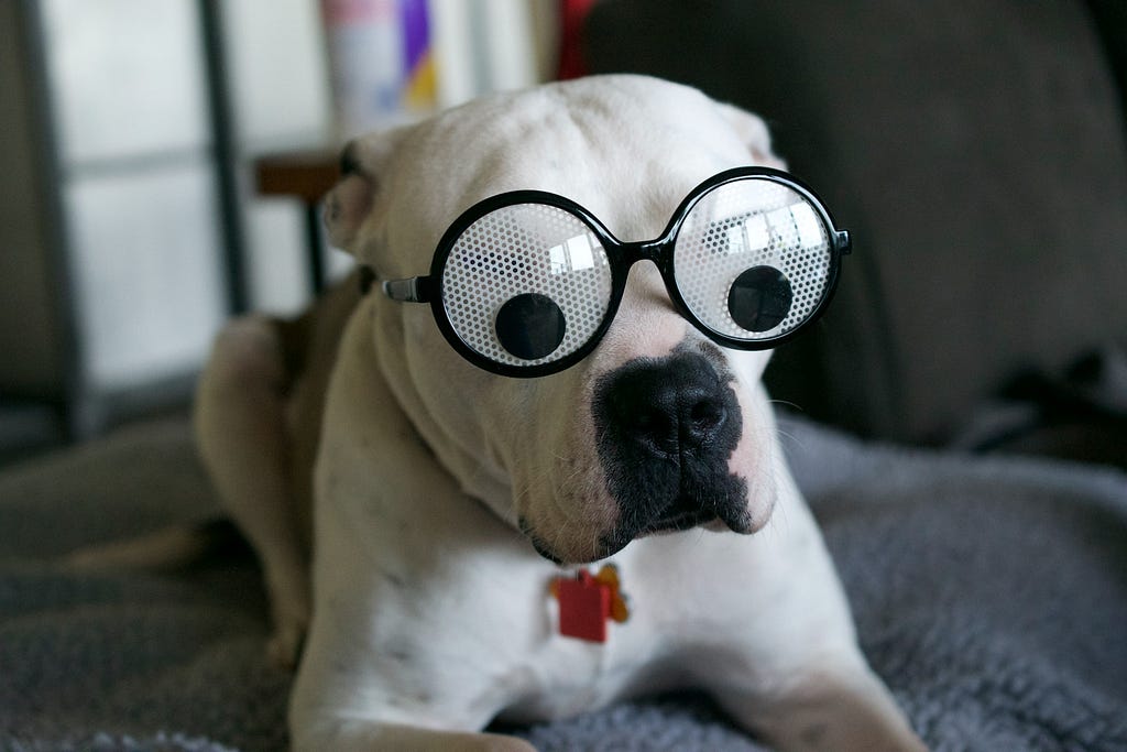 Dog with googly eyes glasses.