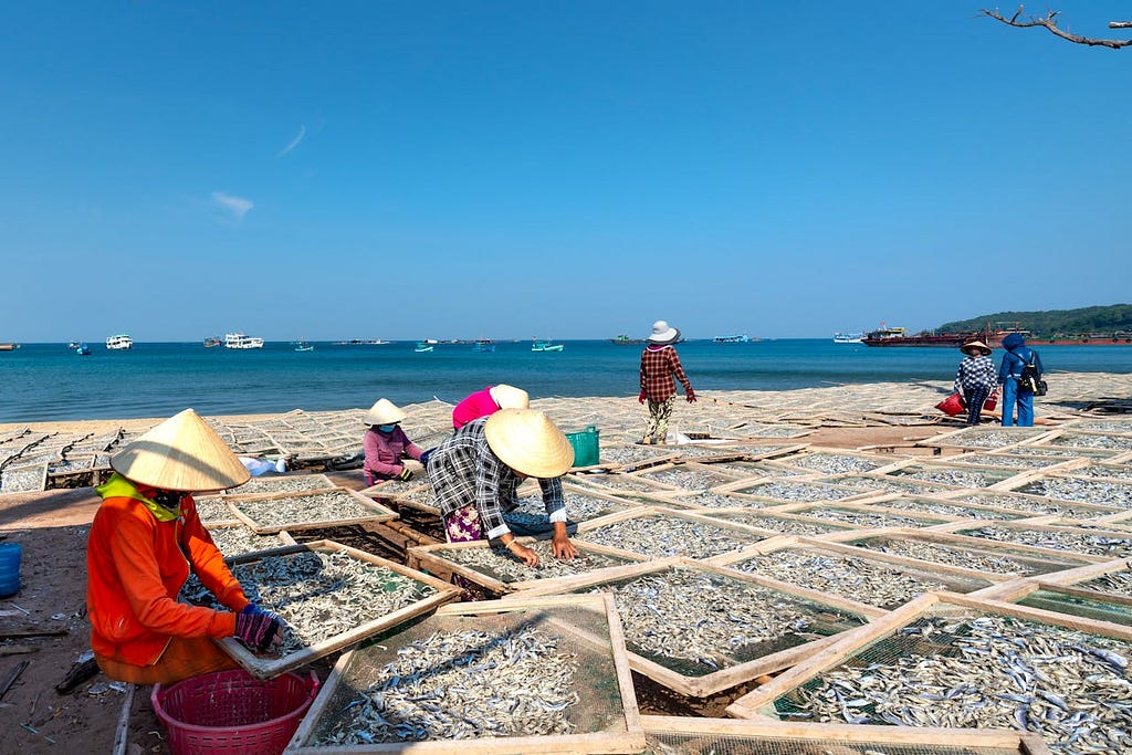 People working on the beach, spreading fish out to dry in the sun