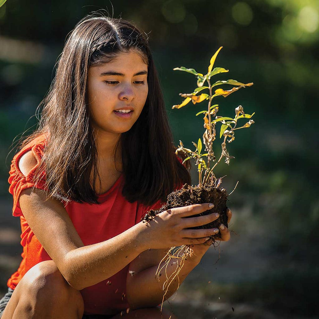 Avila Ruiz plants in the Regis garden