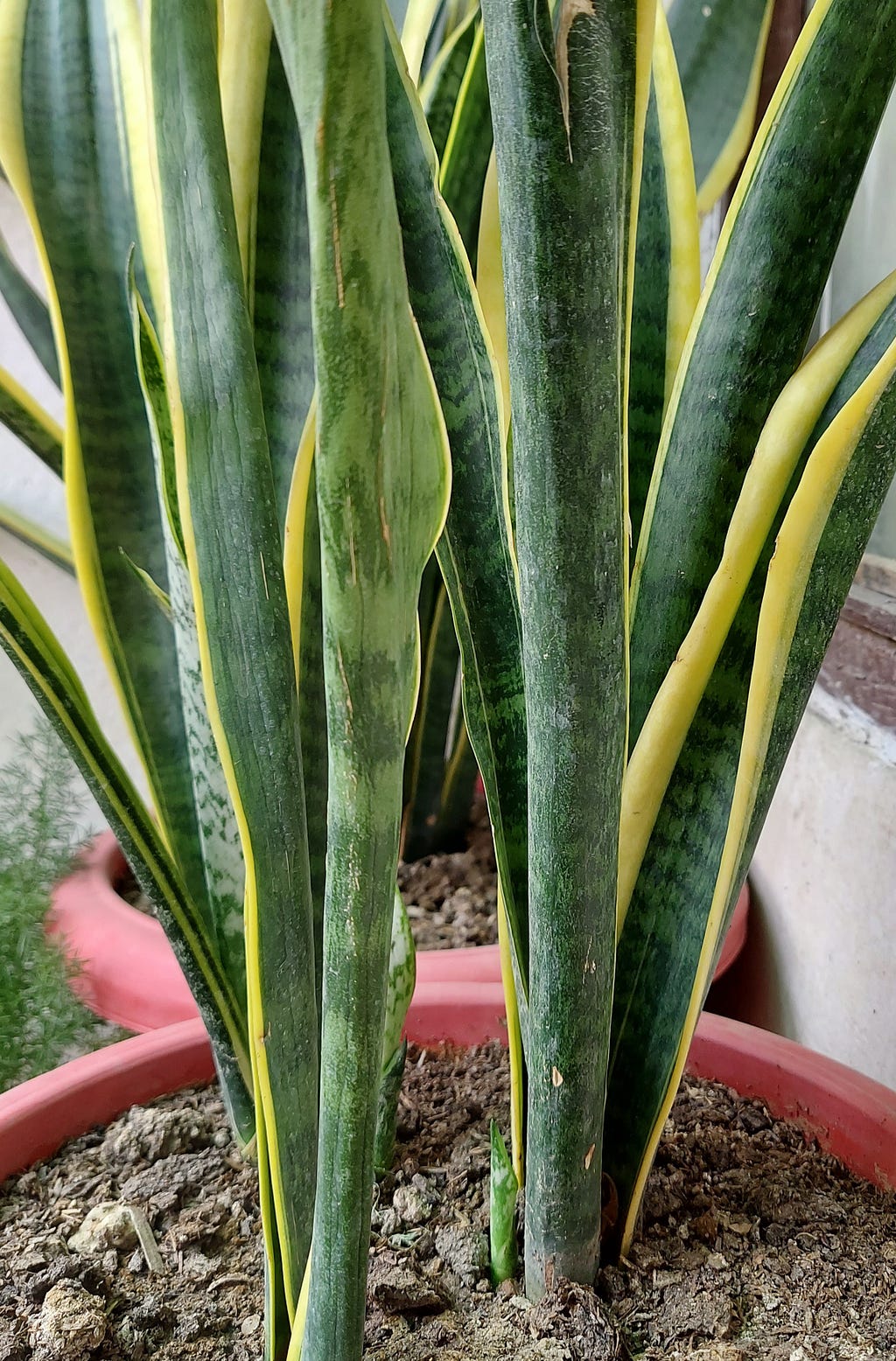 Smiling while welcoming the newest member of my Snake plant. [Photo by author]