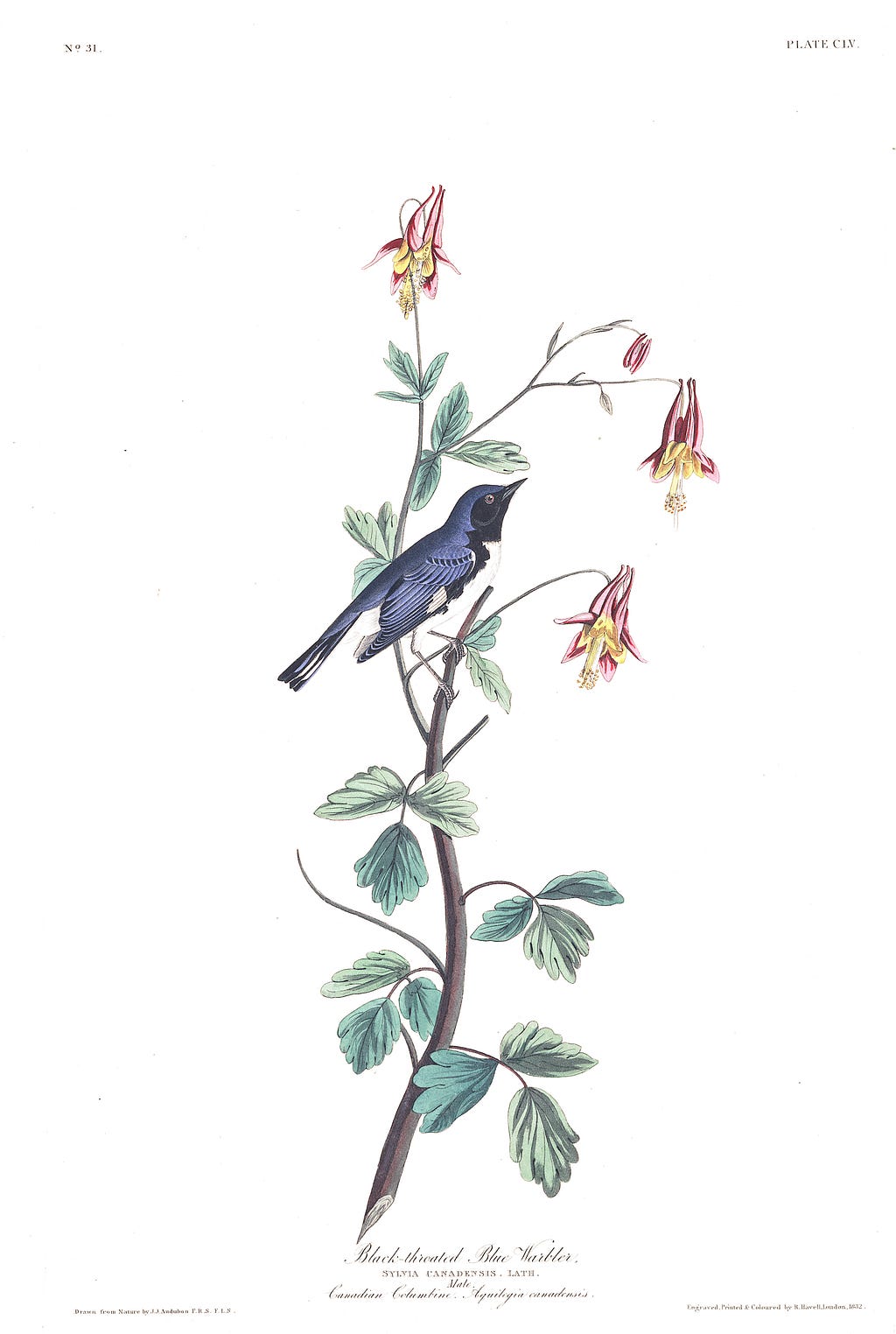 A blue bird with a black throat and white belly sits on a small branch over a white background. Illustrated.