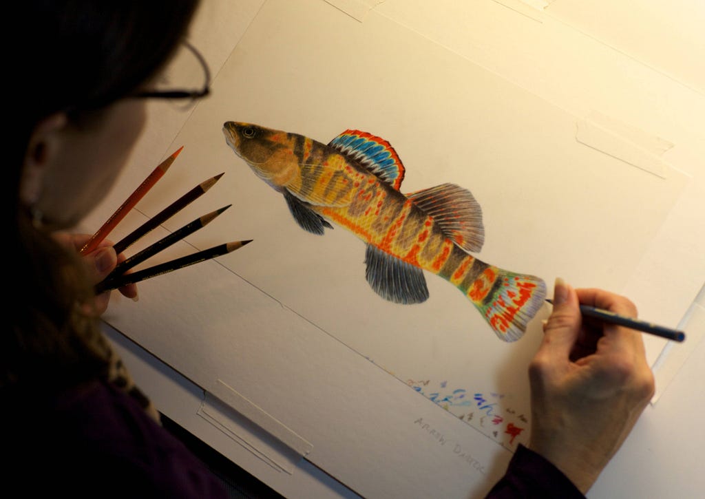 Artist, Kristin Simanek, making final touches on an illustration of an arrow darter.