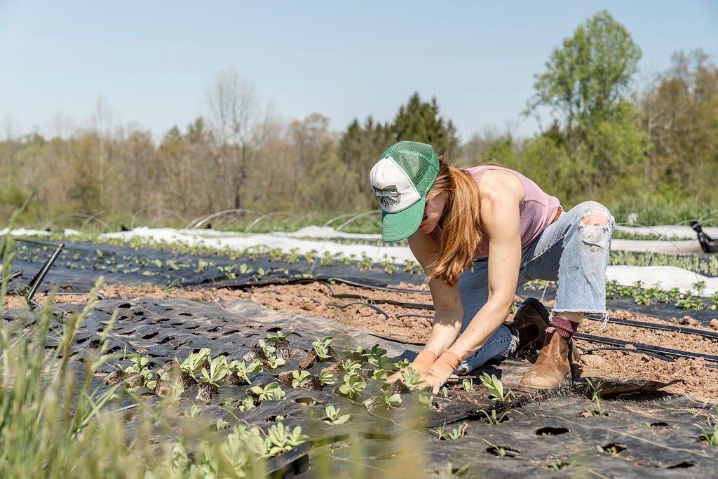 Farmer crouches to plant a row of seedlings in a field.