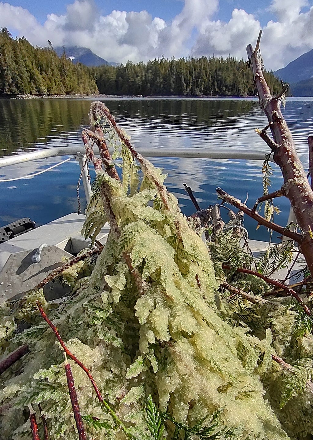 sticky yellow eggs on branches in a boat with mountains and trees in the background