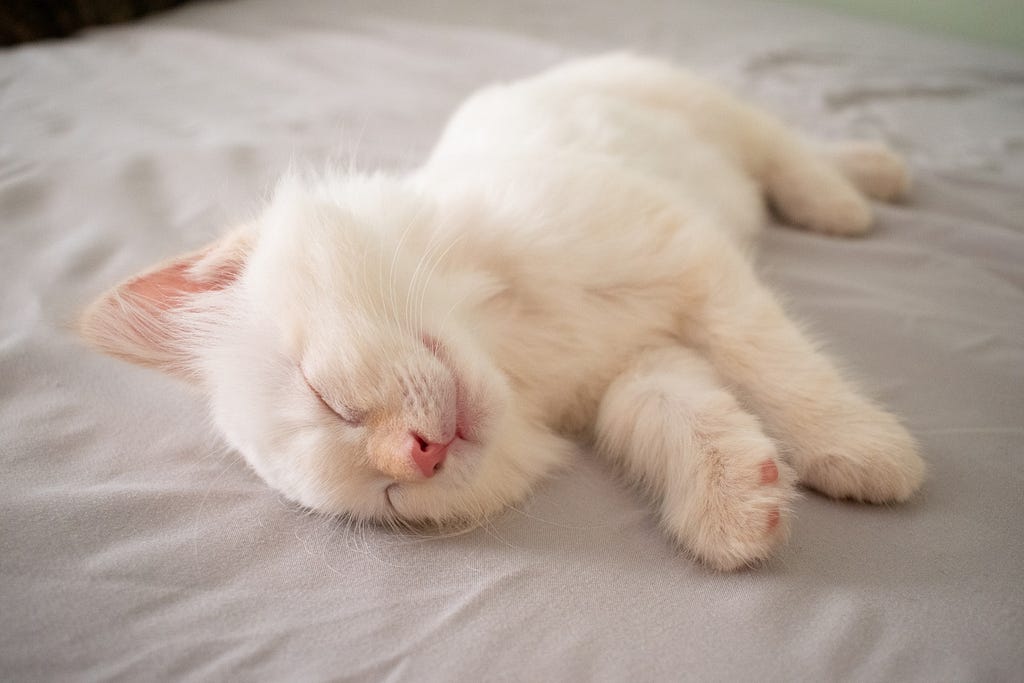 Short white furred cat with pink nose lying on bed sleeping photo