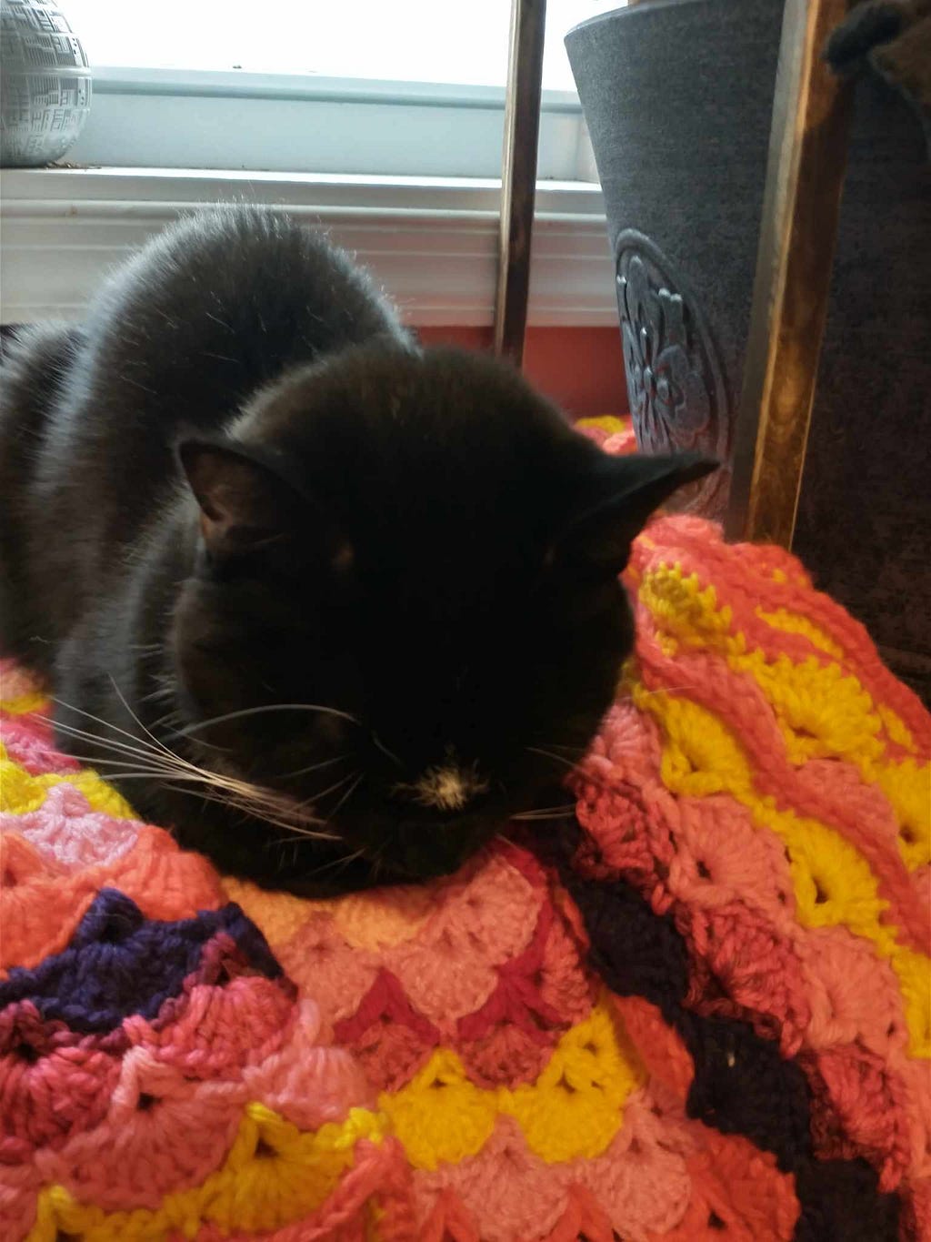 Grandkitty Elvis sleeps on his crocheted blanket, indifferent to the snow