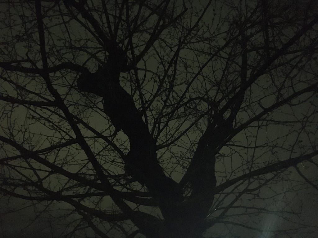 A gnarled bare tree silhouette in the night