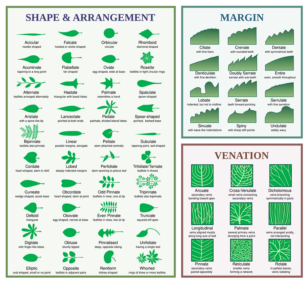 leaf description chart