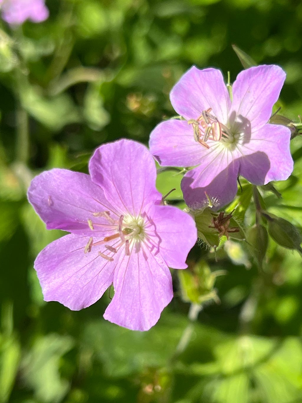 Pink-purple wild geraneums bloom a the edge of a field