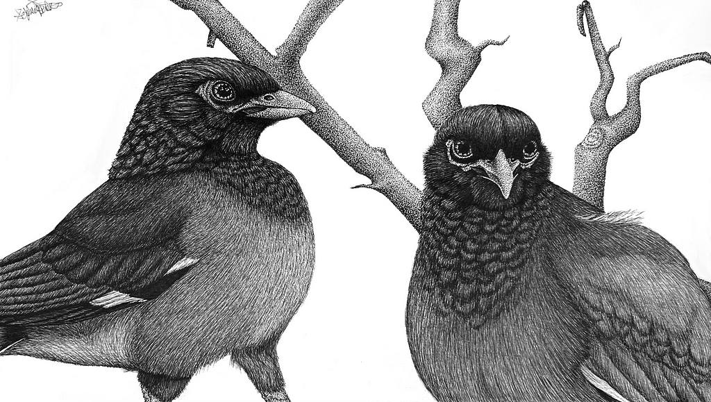 Pen and Ink drawing of two myna birds