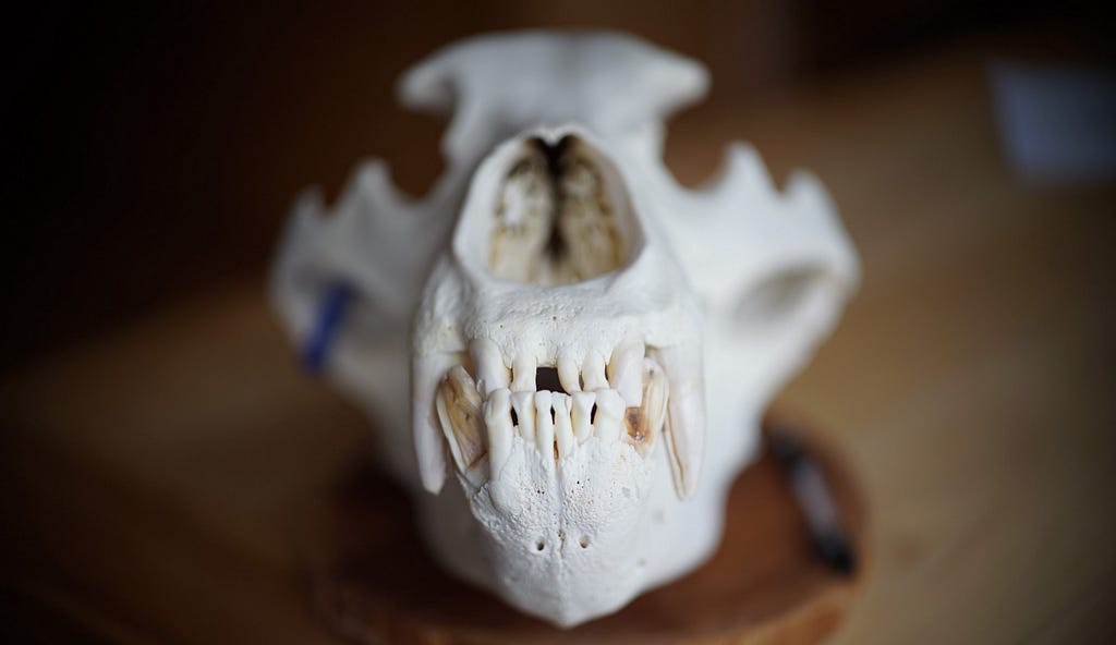 front end of a brown bear skull