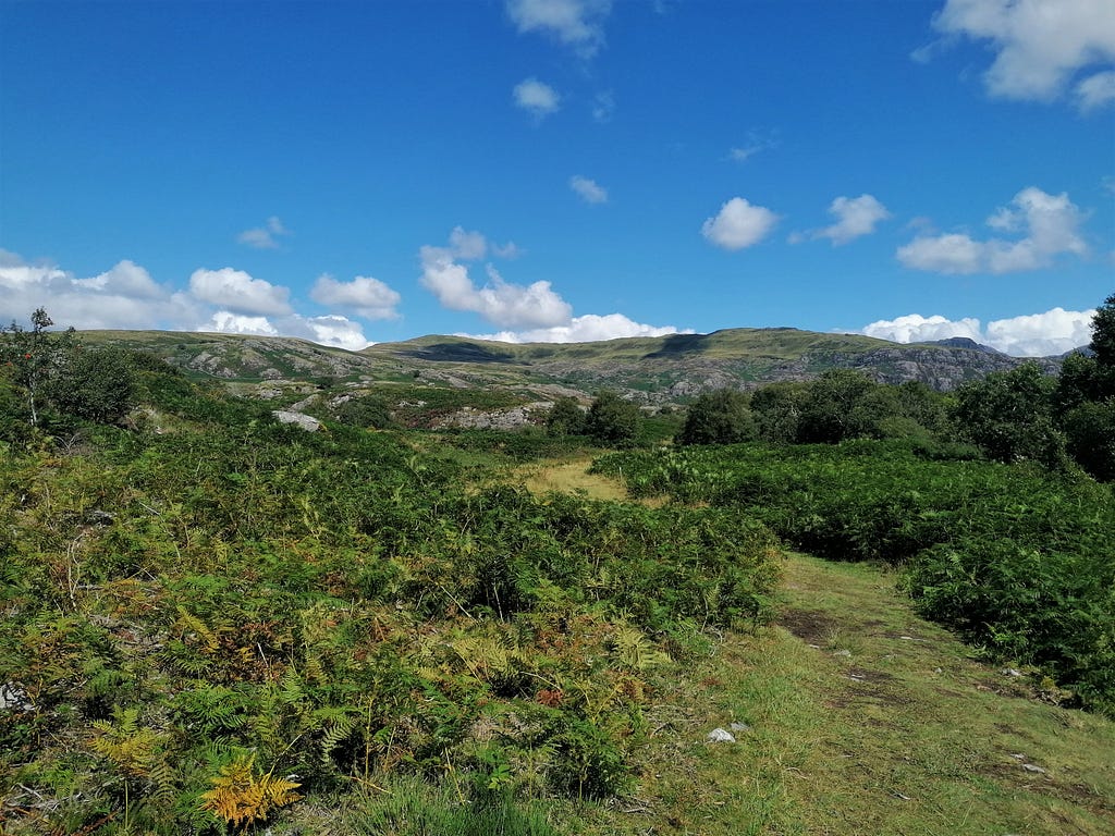 Under a bright blue sky, a winding grass path cuts through the wild growth. Leading to Welsh hills in the distance.