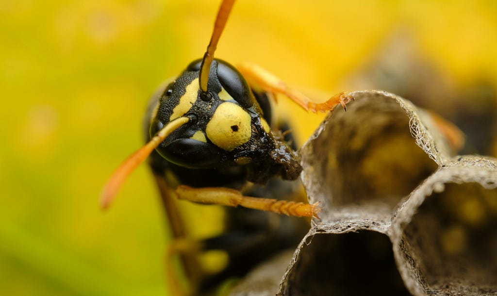 A close-up of a wasp face and antennae clinging to a nest cell.