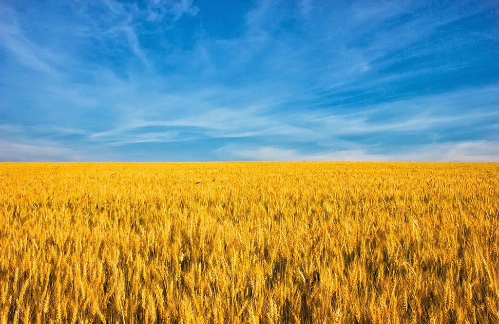 Wheat field against blue sky.