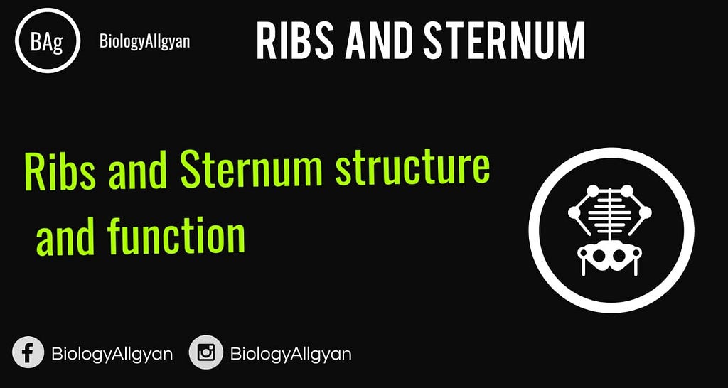 Ribs and Sternum definition and function.