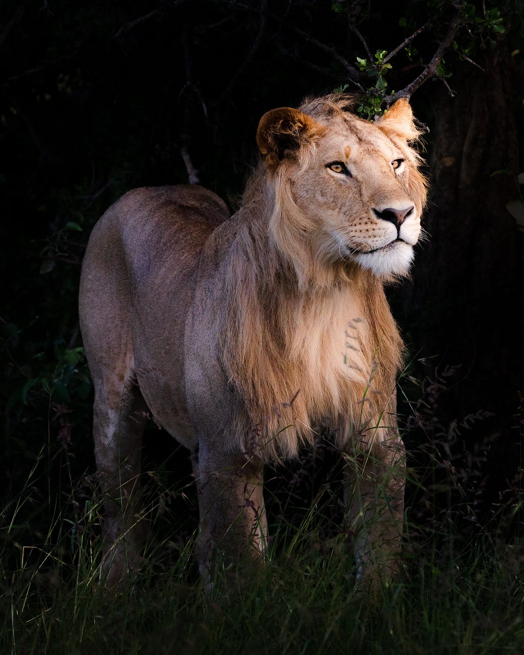 Young lion at night