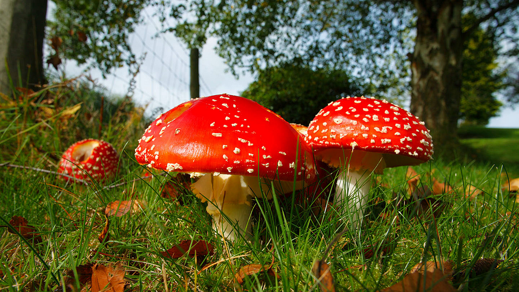 real life fly agaric which is represented in assassins creed valhalla