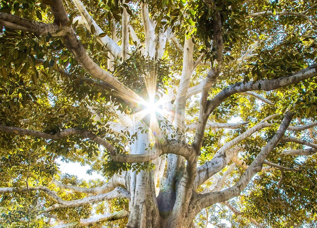 A wonderful tree with sunlight coming through