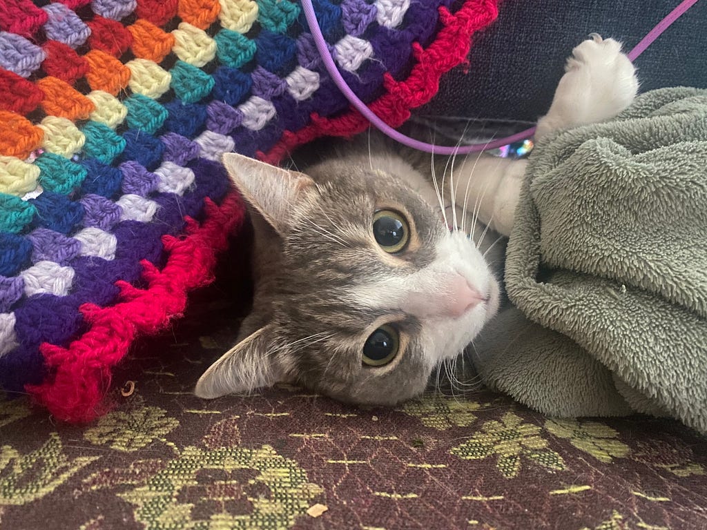 A silver tabby cat playing under a rainbow coloured blanket and a silver blanket