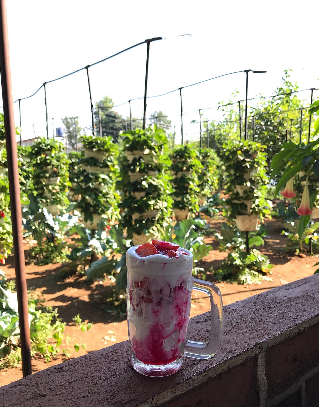 Strawberry with fresh cream, a famous dessert in Mahabaleshwar