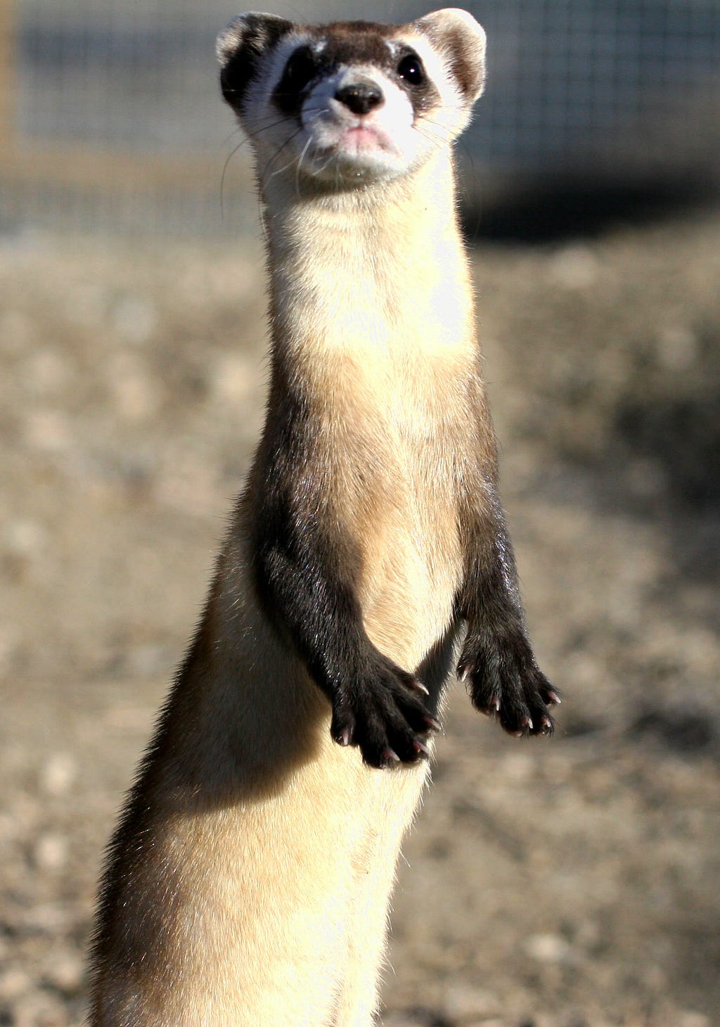 Black-footed ferret standing on its hind legs