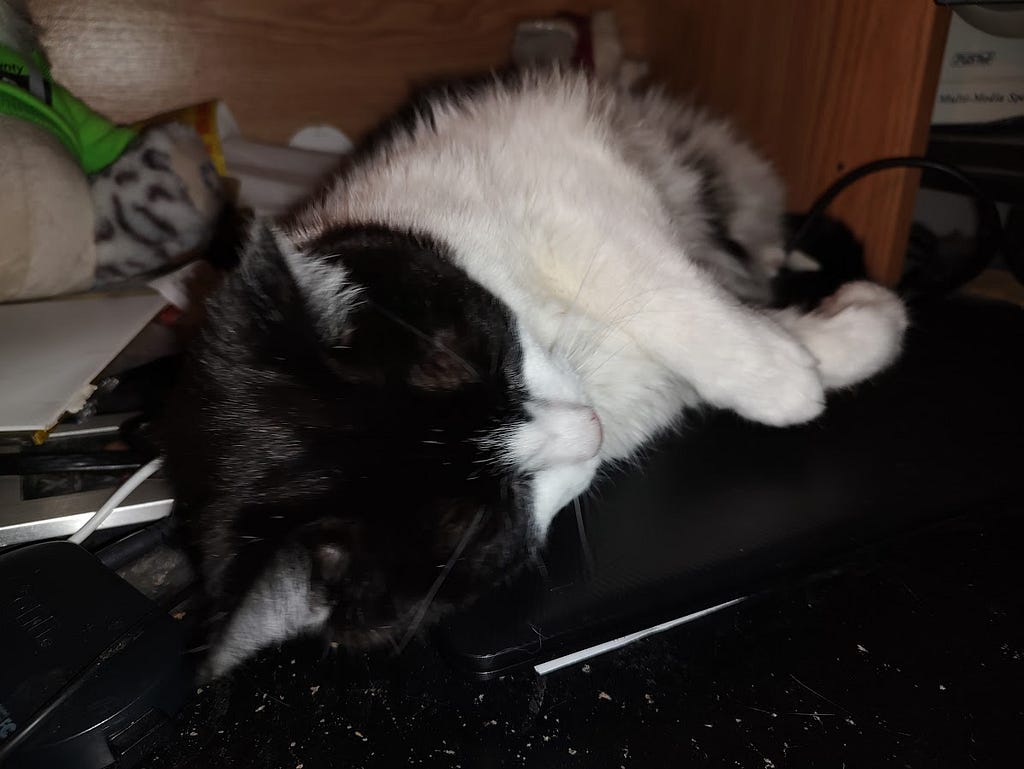 Our white kitty with black markings sleeps on my laptop