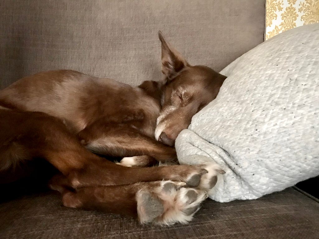 The author’s brown dog curled up on the couch with all four of her paws piled up by her face.