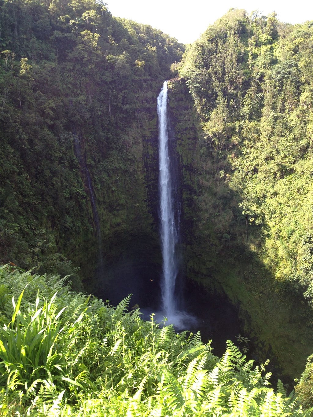 Akaka Falls. The water fall is thin and drops off a cliff for about two hundred feet. There is green trees and plants all around the waterfall. Ferns in the foreground.