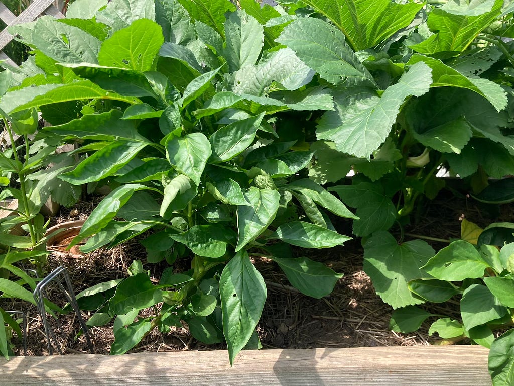 Thick green leaves of peppers and okra growing in a raised garden bed.