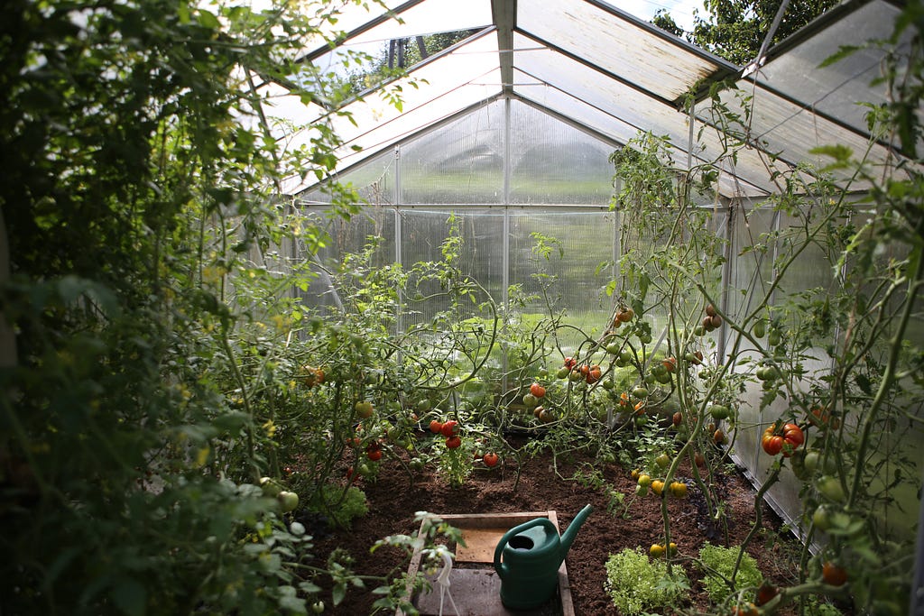 A photograph of the inside of a greenhouse with tomato plants and a watering can