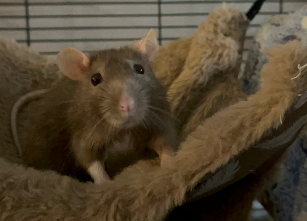 Brown rat sitting in a beige fuzzy hammock, looking straight at the camera