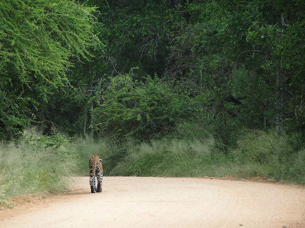 A leopard strolling down a dirt road in Kruger National Park