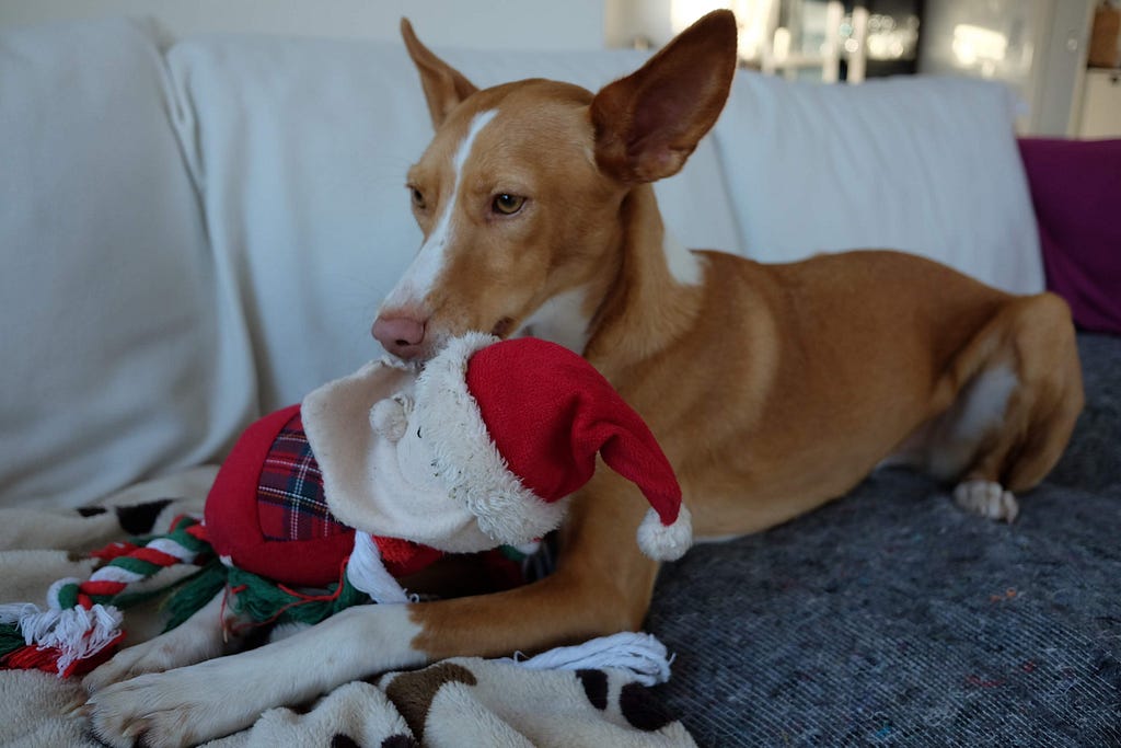 Podenco chewing on toy animal