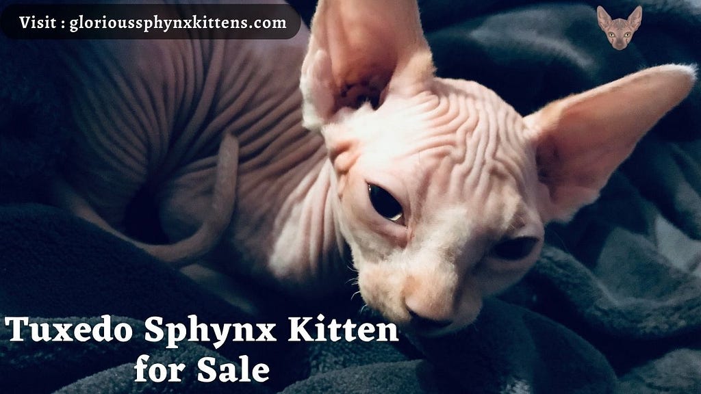 Tuxedo Sphynx Kitten for Sale: