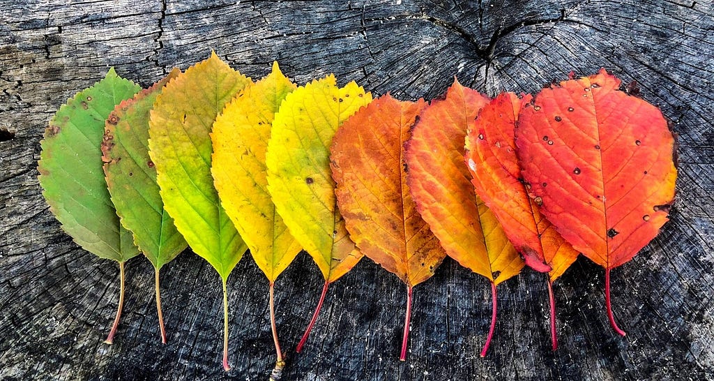 Leaves transitioning