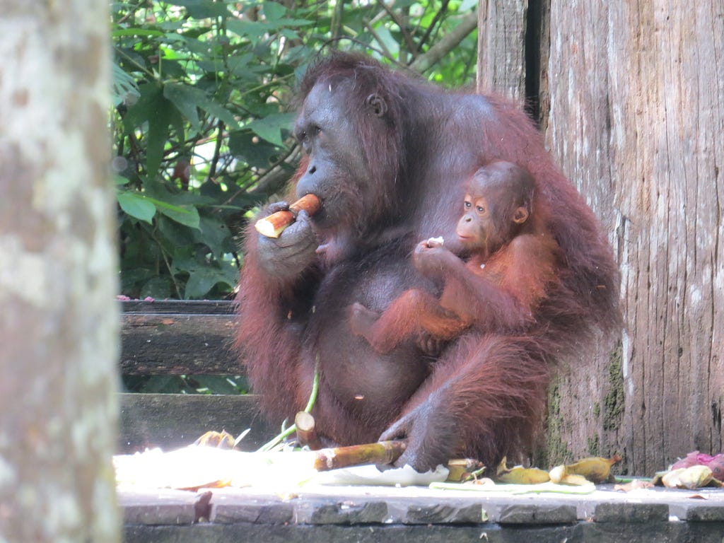 A mother orangutan chews on a stick grasped in her right hand. Her baby sits on her knee, food in its hand.