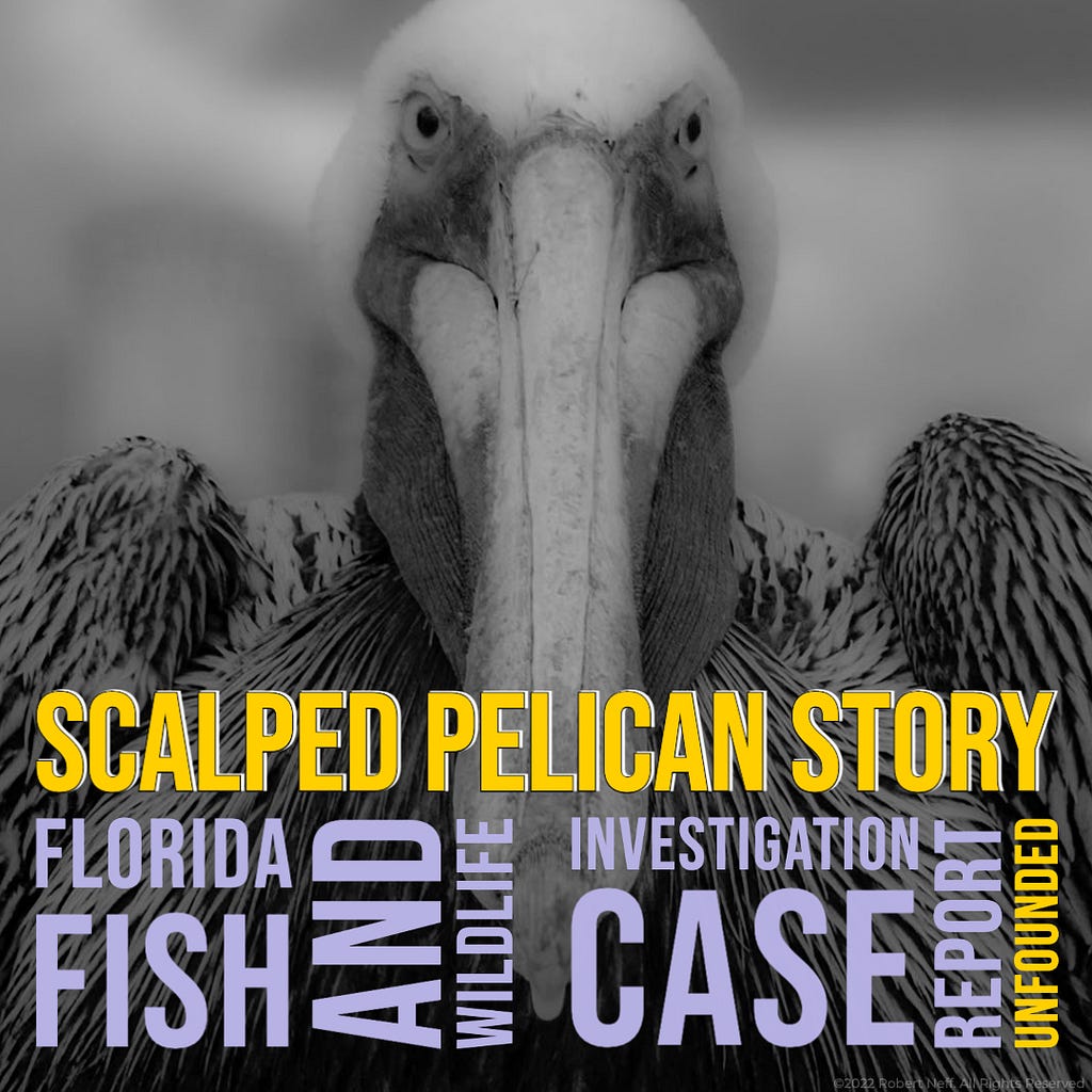 Closeup of a Pelican, with the text, Florida Fish and Wildlife Investigation Case Report Scalped Pelican story unfounded